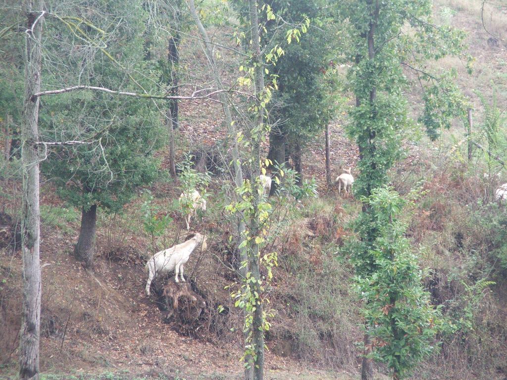 Agriturismo Cascina Aurora Villa Acqui Terme Esterno foto