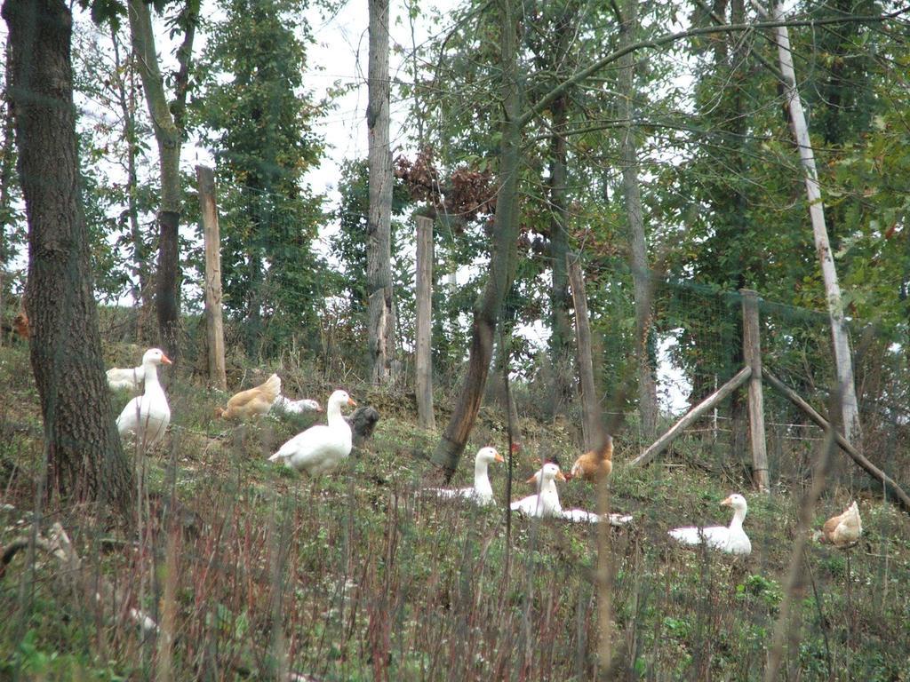 Agriturismo Cascina Aurora Villa Acqui Terme Esterno foto