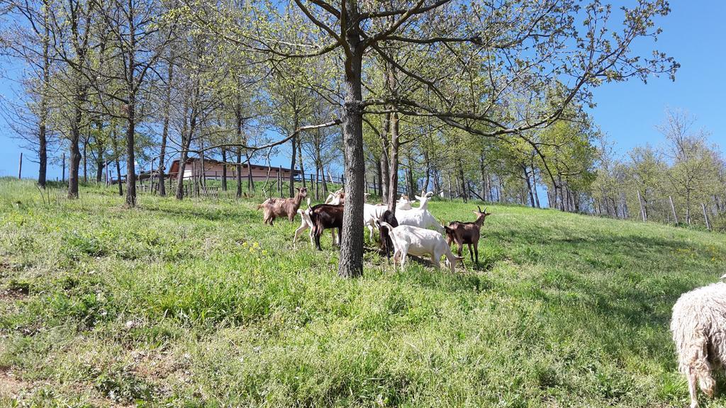 Agriturismo Cascina Aurora Villa Acqui Terme Esterno foto