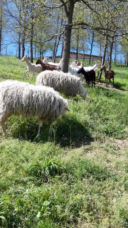 Agriturismo Cascina Aurora Villa Acqui Terme Esterno foto